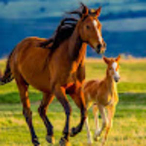 Meet your Posher, Lexi